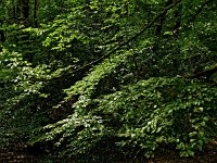 NL, Friesland, Ooststellingwerf, Boschberg 4, Saxifraga-Hans Dekker