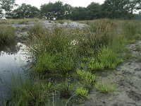 NL, Friesland, Ooststellingwerf, Delleboersterheide 1, Saxifraga-Willem van Kruijsbergen