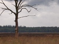 Dead tree  Dead tree in a dutch nature reserve : Netherlands, appelscha, atmosphere, boom, cloud, creative nature, dead, dode, dood, drents friese wold, dutch, field, grass, heather, heide, holland, landscape, landschap, mood, moody, natura 2000, natural, nature, natuur, natuurbeheer, natuurbeleid, natuurwet, nederland, nobody, oosstellingwerf, rudmer zwerver, scenery, sky, summer, tree, zomer