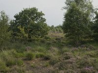 NL, Friesland, Ooststellingwerf, Fochteloerveen 2, Saxifraga-Willem van Kruijsbergen