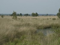 NL, Friesland, Ooststellingwerf, Fochteloerveen 3, Saxifraga-Willem van Kruijsbergen