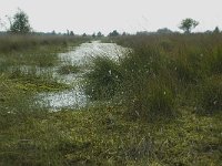 NL, Friesland, Ooststellingwerf, Fochteloerveen 9, Saxifraga-Willem van Kruijsbergen