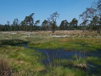 NL, Friesland, Ooststellingwerf, Hoekenbrink 1, Saxifraga-Hans Dekker