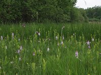 NL, Friesland, Ooststellingwerf, Stuttebosch 3, Saxifraga-Hans Dekker