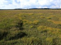 NL, Friesland, Opsterland, Bakkeveen 15, Saxifraga-Hans Boll