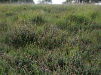 NL, Friesland, Opsterland, Bakkeveen 17, Saxifraga-Hans Boll