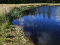 NL, Friesland, Opsterland, Bakkeveen 4, Saxifraga-Hans Boll