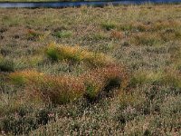 NL, Friesland, Opsterland, Bakkeveen 5, Saxifraga-Hans Boll