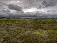 NL, Friesland, Opsterland, Lippenhuisterheide 2, Saxifraga-Rudmer Zwerver : Netherlands, dutch, landscape, natural, nature, spring, springtime, summer