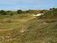 NL, Friesland, Schiermonnikoog 23, Saxifraga-Hans Dekker