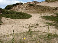 NL, Friesland, Schiermonnikoog 24, Saxifraga-Hans Dekker