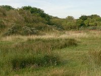 NL, Friesland, Schiermonnikoog 4, Saxifraga-Hans Boll