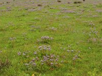 NL, Friesland, Schiermonnikoog 76, Saxifraga-Dirk Hilbers