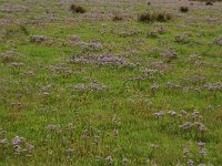 NL, Friesland, Schiermonnikoog 77, Saxifraga-Dirk Hilbers