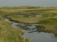 NL, Friesland, Schiermonnikoog 9, Saxifraga-Hans Boll