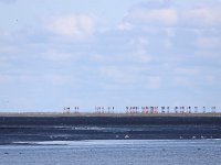 NL, Friesland, Schiermonnikoog, Veerdam 2, Saxifraga-Bart Vastenhouw