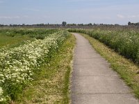 Cycling path along lake in Dutch province Friesland  Cycling path along lake in Dutch province Friesland : sky, outside, outdoor, landscape, rural landscape, countryside, rural scene, non-urban scene, land, Friesland, Frylan, Dutch, Holland, Netherlands, Europe, European, no people, nobody, summer, summertime, spring, springtime, cycling path, cycling, path, lake, reed, relaxation, freetime, horizon, horizon over land