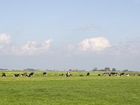 Typical rural landscape of Dutch province Friesland  Typical rural landscape of Dutch province Friesland : sky, outside, outdoor, landscape, rural landscape, countryside, rural scene, non-urban scene, land, Friesland, Frylan, Dutch, Holland, Netherlands, Europe, European, no people, nobody, summer, summertime, spring, springtime, farm, farmland, agriculture, agricultural, grass, grassland, meadow, plain, room, blue, horizon, horizon over land, cow, cows, livestock