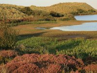 NL, Friesland, Terschelling, Berenkuil 1, Saxifraga-Hans Boll