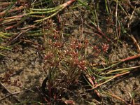 NL, Friesland, Terschelling, Berenkuil 2, Saxifraga-Hans Boll