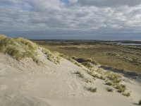 NL, Friesland, Terschelling, Boschplaat 5, Saxifraga-Jan van der Straaten