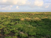 NL, Friesland, Terschelling, Boschplaat 52, Saxifraga-Hans Boll