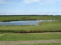 NL, Friesland, Terschelling, Boschplaat 59, Saxifraga-Dirk Hilbers