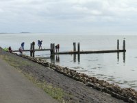 NL, Friesland, Terschelling, Boschplaat 62, Saxifraga-Dirk Hilbers