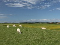 NL, Friesland, Terschelling, Boschplaat 63, Saxifraga-Dirk Hilbers