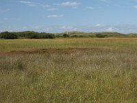 NL, Friesland, Terschelling, Boschplaat 66, Saxifraga-Dirk Hilbers