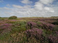 NL, Friesland, Terschelling, De Grie 10, Saxifraga-Dirk Hilbers