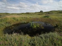 NL, Friesland, Terschelling, De Grie 12, Saxifraga-Dirk Hilbers