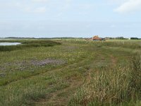 NL, Friesland, Terschelling, De Grie 16, Saxifraga-Dirk Hilbers