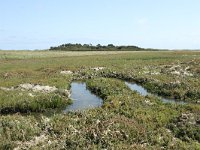 NL, Friesland, Terschelling, De Grie 23, Saxifraga-Dirk Hilbers