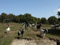 NL, Friesland, Terschelling, De Grie 38, Saxifraga-Dirk Hilbers