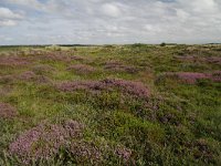 NL, Friesland, Terschelling, De Grie 6, Saxifraga-Dirk Hilbers