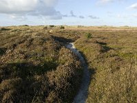 NL, Friesland, Terschelling, Griltjeplak 13, Saxifraga-Marijke Verhagen