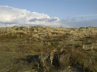 NL, Friesland, Terschelling, Griltjeplak 15, Saxifraga-Marijke Verhagen