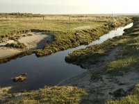 NL, Friesland, Terschelling, Groede 10, Saxifraga-Jan van der Straaten