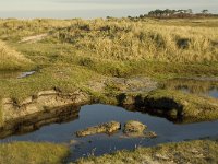 NL, Friesland, Terschelling, Groede 17, Saxifraga-Jan van der Straaten