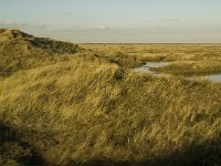 NL, Friesland, Terschelling, Groede 22, Saxifraga-Jan van der Straaten