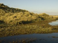 NL, Friesland, Terschelling, Groede 24, Saxifraga-Jan van der Straaten