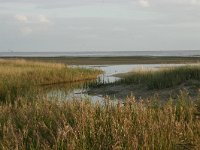 NL, Friesland, Terschelling, Groene strand 1, Saxifraga-Hans Boll