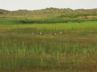 NL, Friesland, Terschelling, Groene strand 10, Saxifraga-Hans Boll