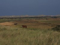 NL, Friesland, Terschelling, Groene strand 11, Saxifraga-Hans Boll