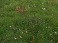 NL, Friesland, Terschelling, Groene strand 14, Saxifraga-Hans Boll