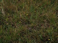 NL, Friesland, Terschelling, Groene strand 16, Saxifraga-Hans Boll