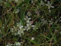 NL, Friesland, Terschelling, Groene strand 9, Saxifraga-Hans Boll