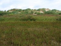 NL, Friesland, Terschelling, Hoorn 10, Saxifraga-Hans Boll