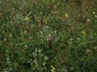 NL, Friesland, Terschelling, Hoorn 13, Saxifraga-Hans Boll